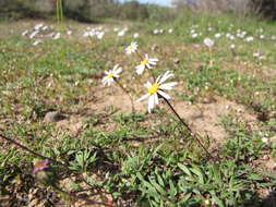 Image of Felicia nigrescens Grau