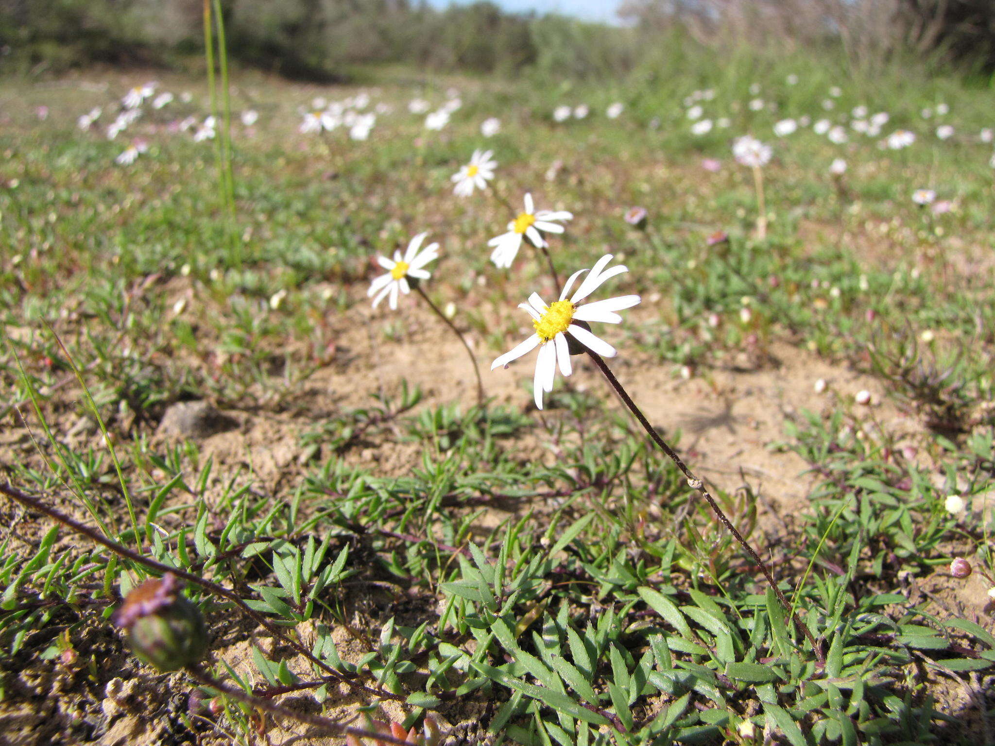 Image of Felicia nigrescens Grau