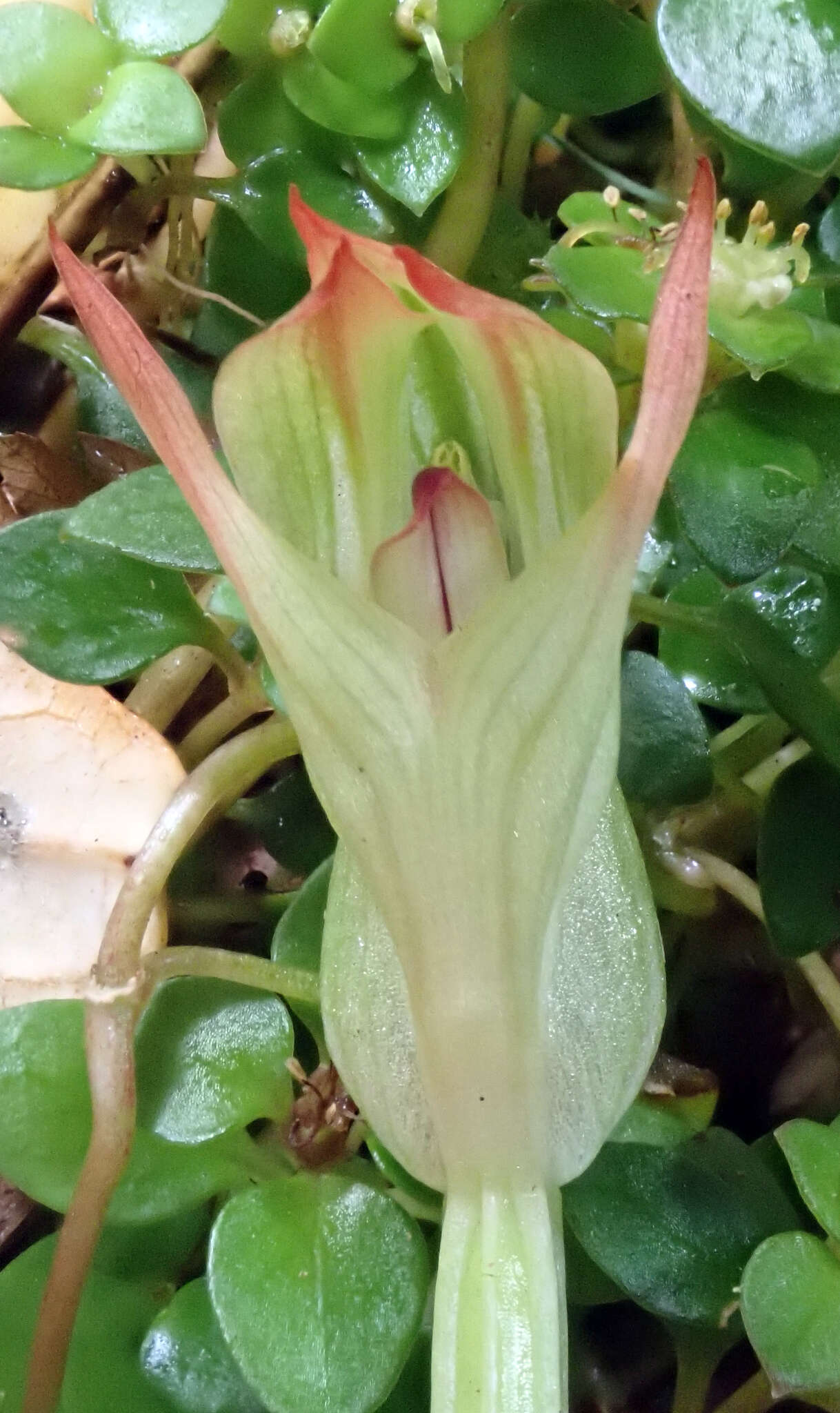 Image of Pterostylis silvicultrix (F. Muell.) D. L. Jones & M. A. Clem.