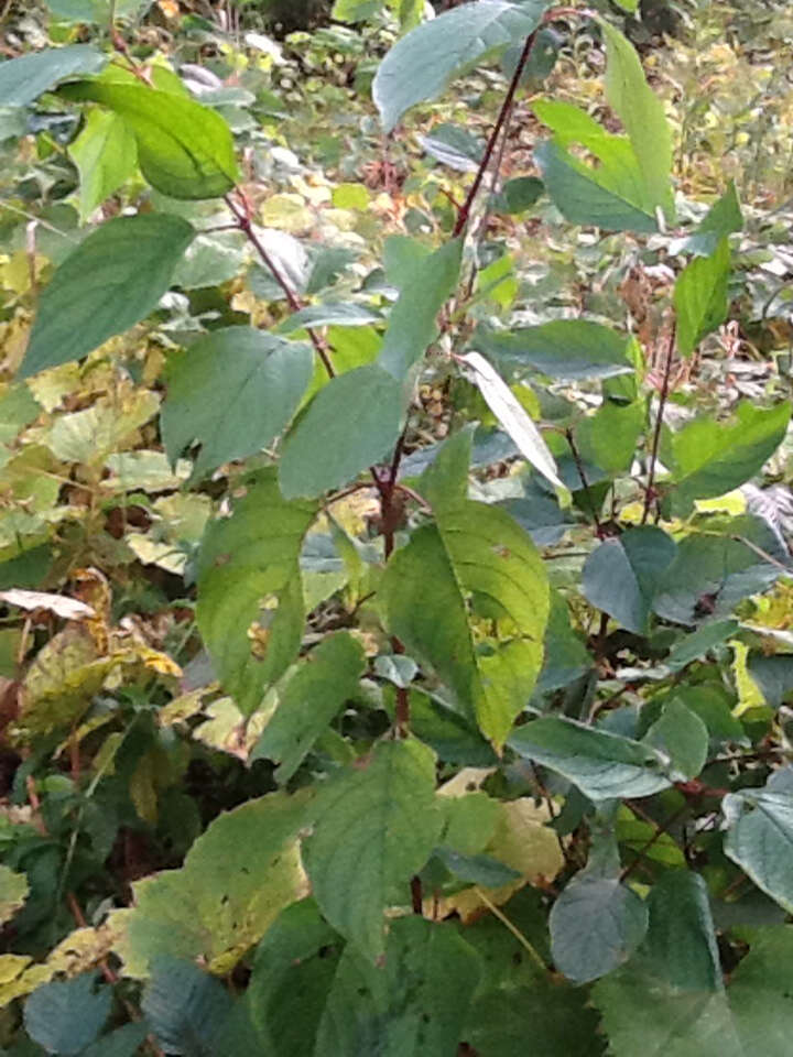 Image of redosier dogwood