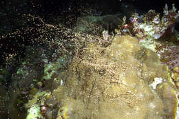 Image of boulder star coral