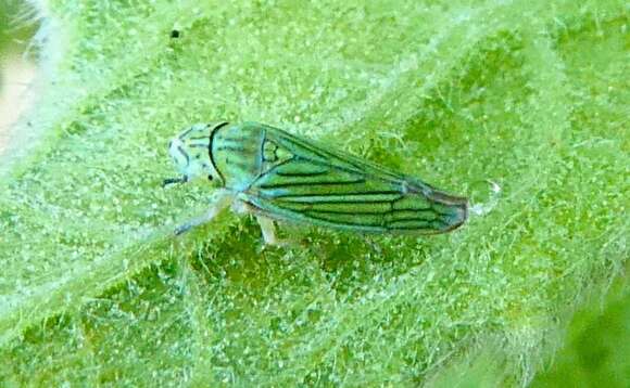 Image of Leafhopper