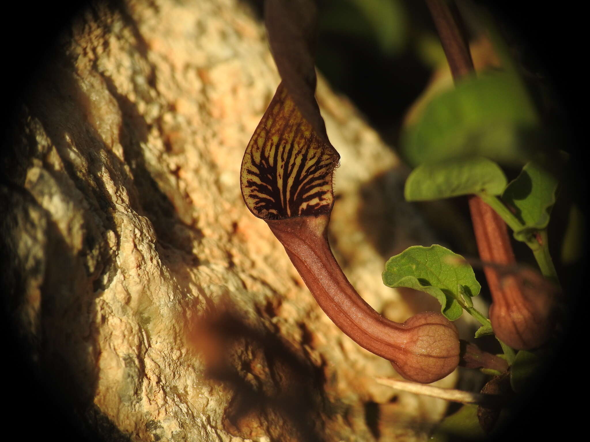 Image of Aristolochia parvifolia Sm.