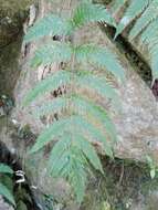Image of Woodwardia spinulosa Mart. & Gal.