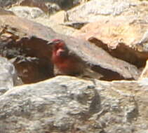 Image of Red-fronted Rosefinch