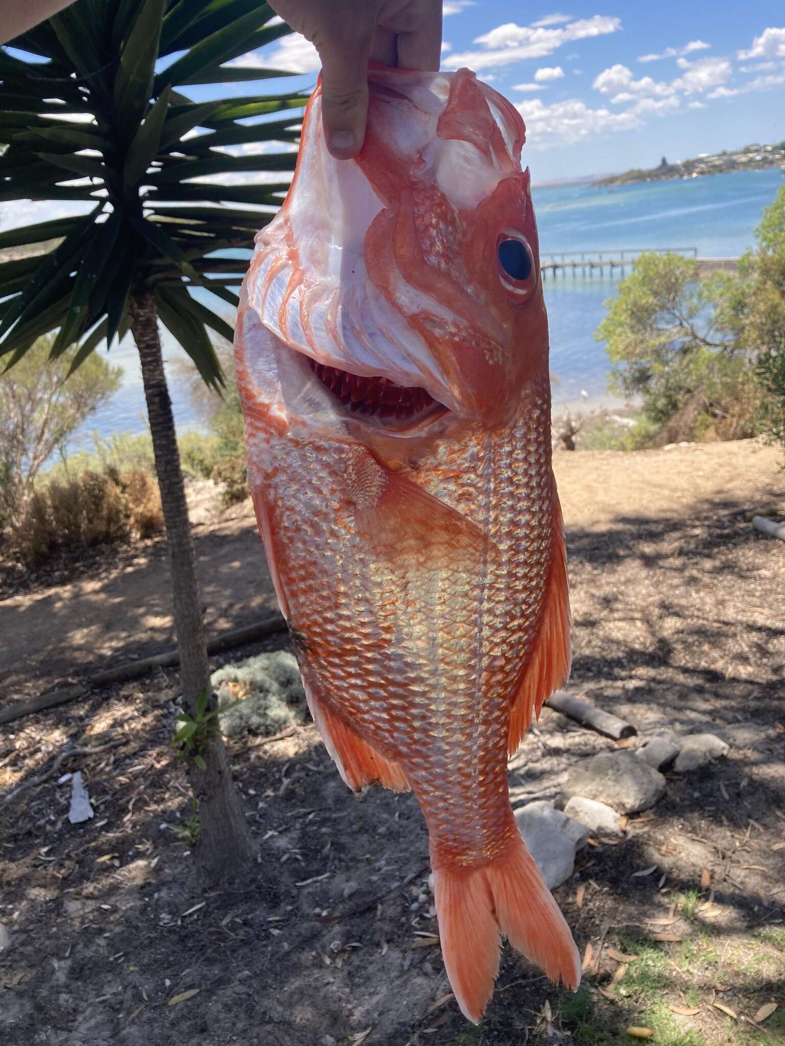 Image of Bight red fish