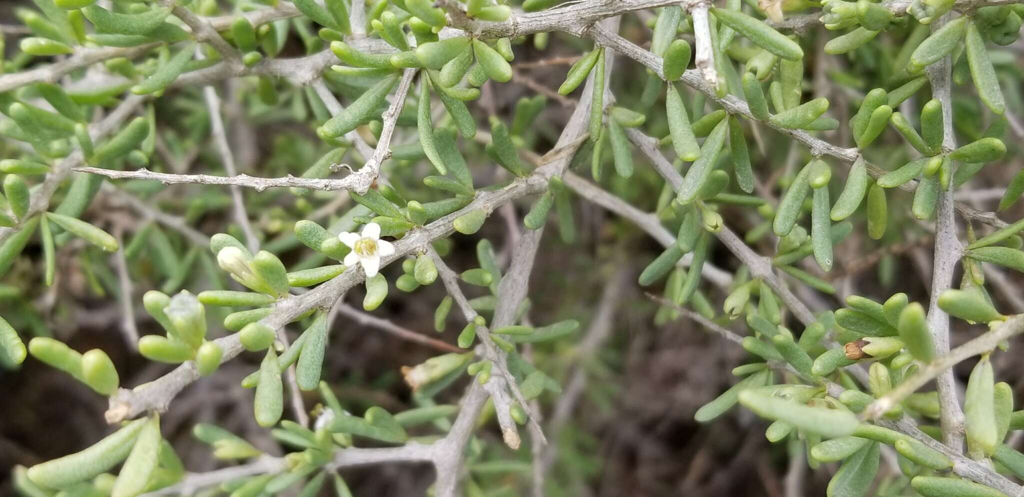 Image of California desert-thorn