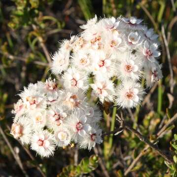 Verticordia inclusa A. S. George resmi