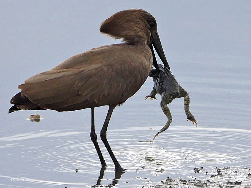 Image of hamerkop