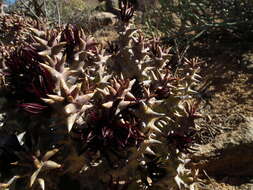 Image of Ceropegia mammillaris (L.) Bruyns