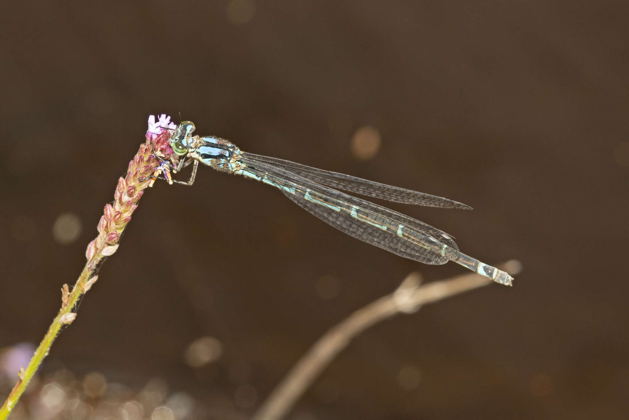 Imagem de Caliagrion billinghursti (Martin 1901)