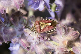 Image of sloe bug