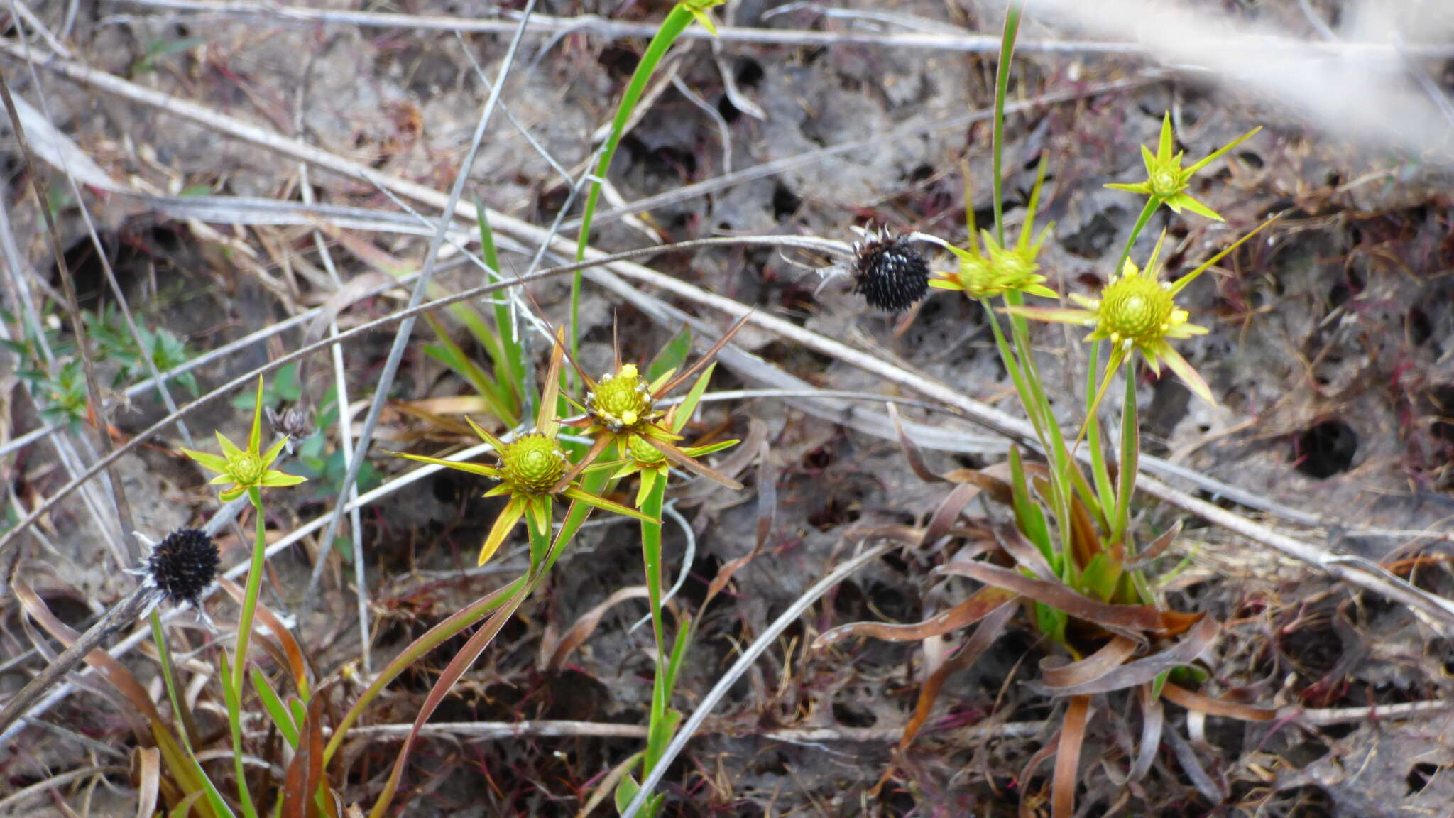 Sivun Xyris involucrata Nees kuva