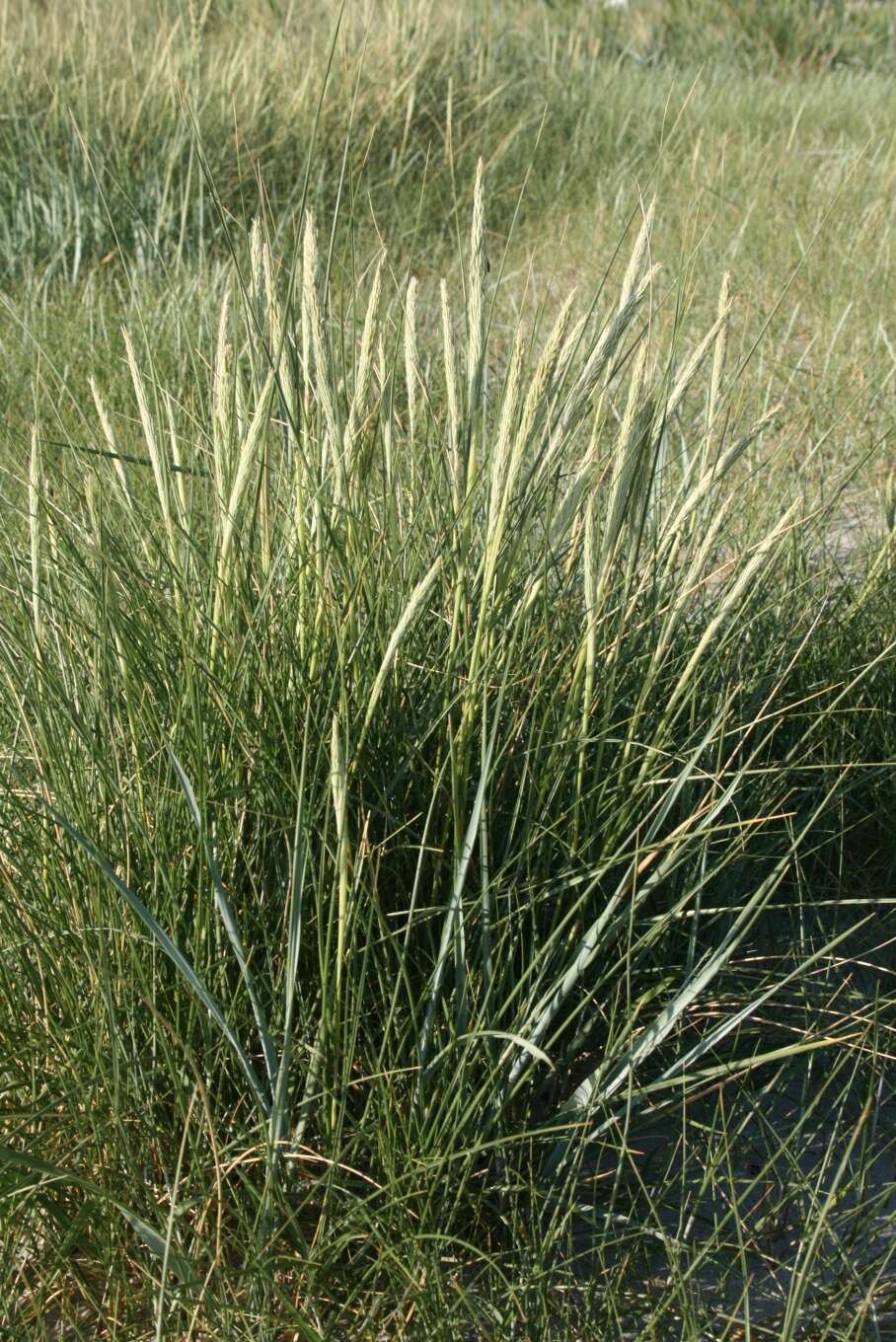 Image of European beachgrass