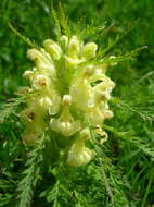 Imagem de Pedicularis foliosa L.