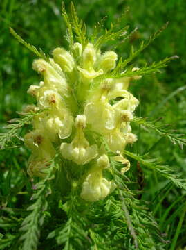 Image of Pedicularis foliosa L.