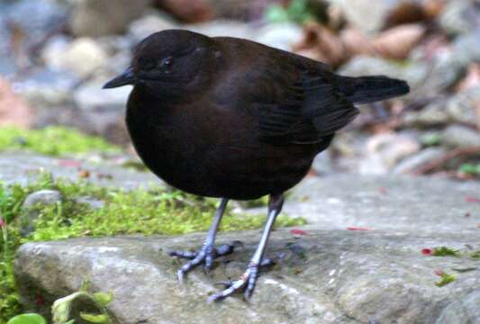 Image of Brown Dipper