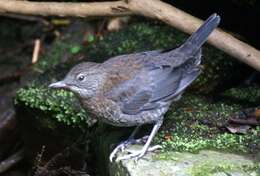 Image of dippers