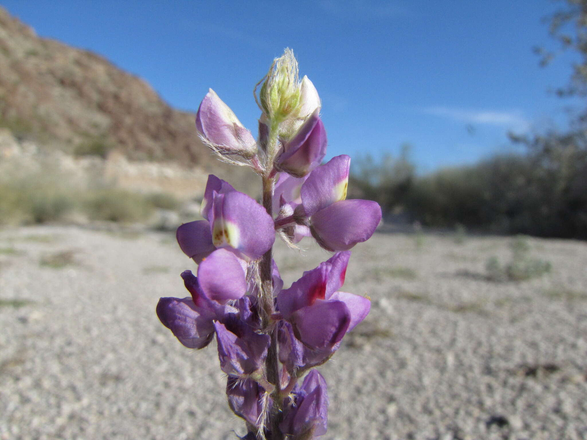 Imagem de Lupinus arizonicus (S. Watson) S. Watson