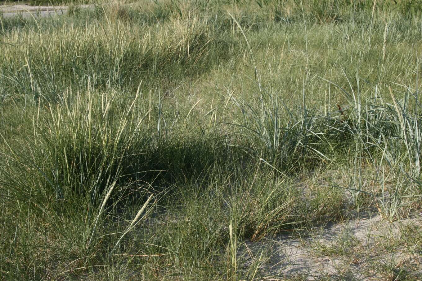 Image of European beachgrass