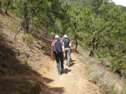 Image of Yunnan Pine