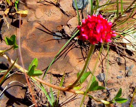 Imagem de Trifolium africanum Ser.