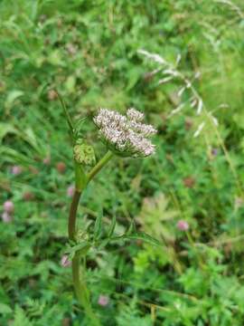 صورة Silphiodaucus