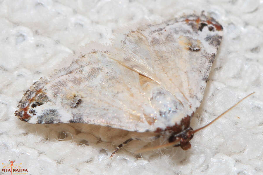 Image of Coccidiphaga scitula Rambur 1833