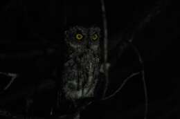 Image of Western Screech Owl