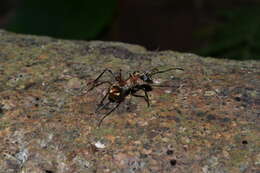 Image of Polyrhachis mindanaensis Emery 1923