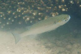Image of Longfinned mullet