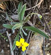 Image of Goodenia willisiana R. Carolin