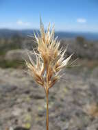 Rytidosperma alpicola (Vickery) Connor & Edgar resmi