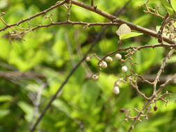 Image of Ziziphus rugosa Lam.