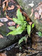 Image of giant leather fern