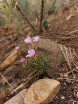 Image de Oxalis falcatula Salter