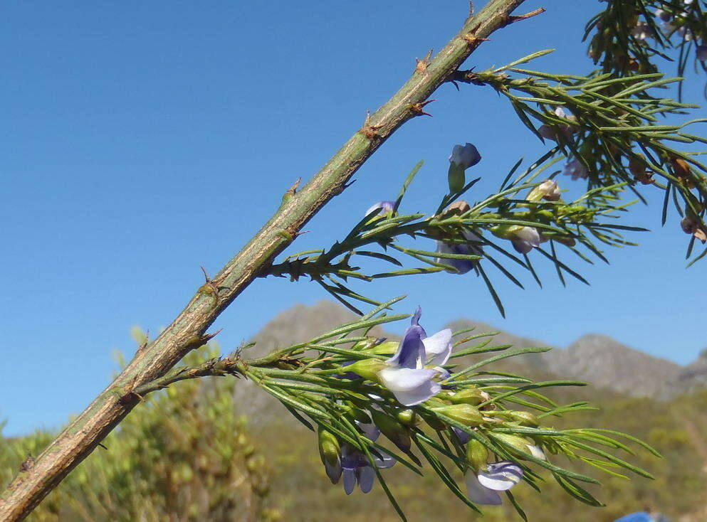 Image of Psoralea sordida