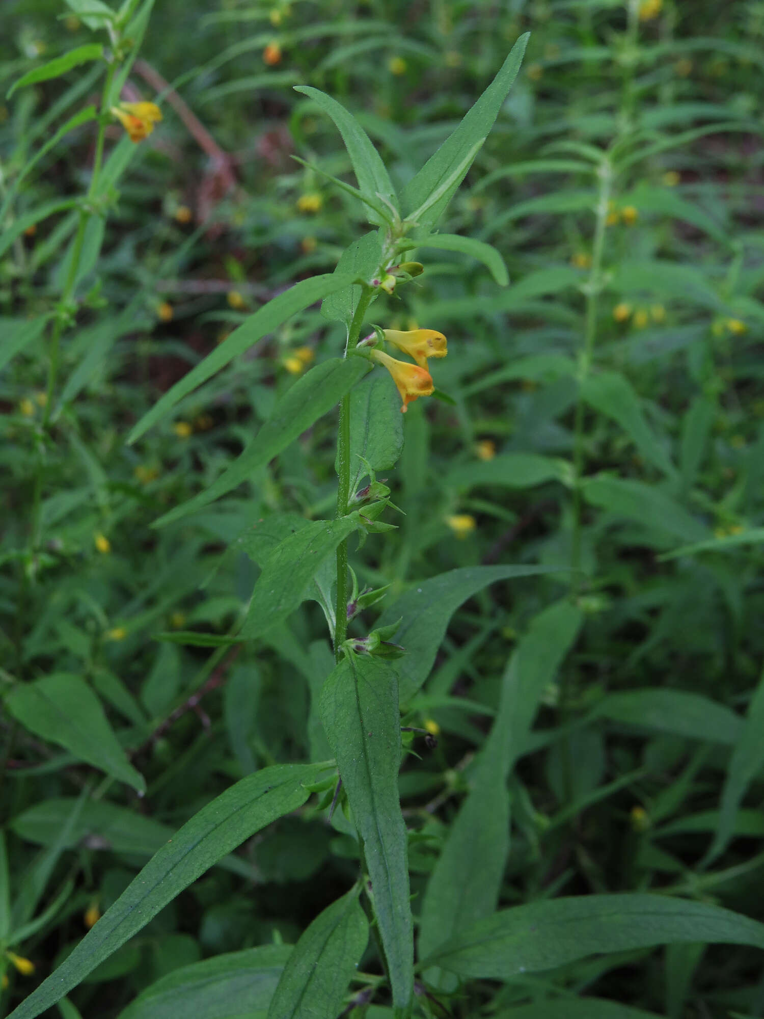 Image of Small cow-wheat