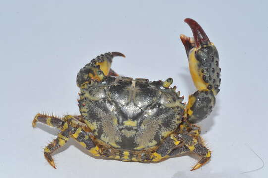 Image of warty crab