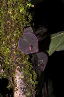 Image of Lepanthes pantomima Luer & Dressler