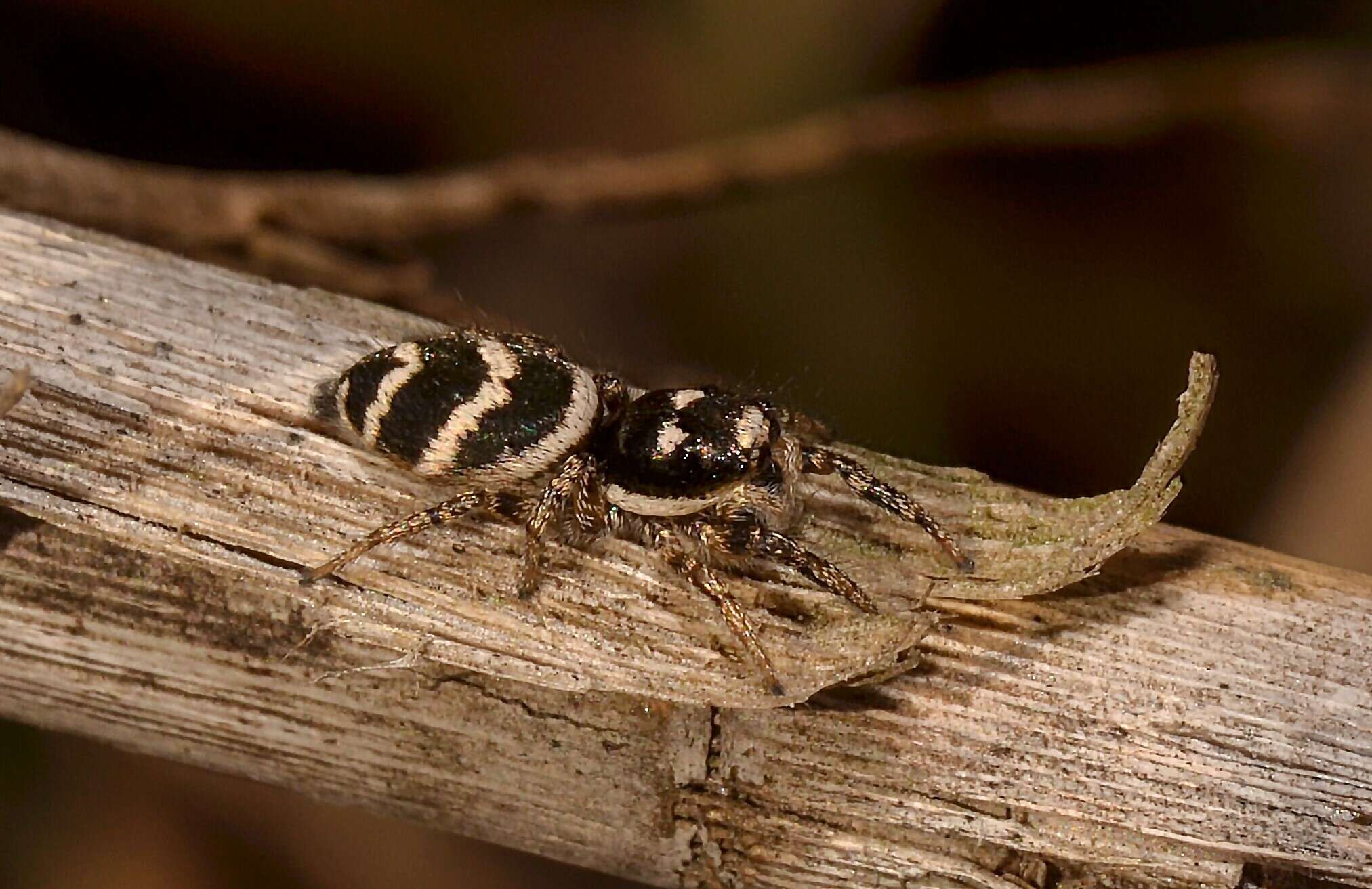 Image of Salticus propinquus Lucas 1846