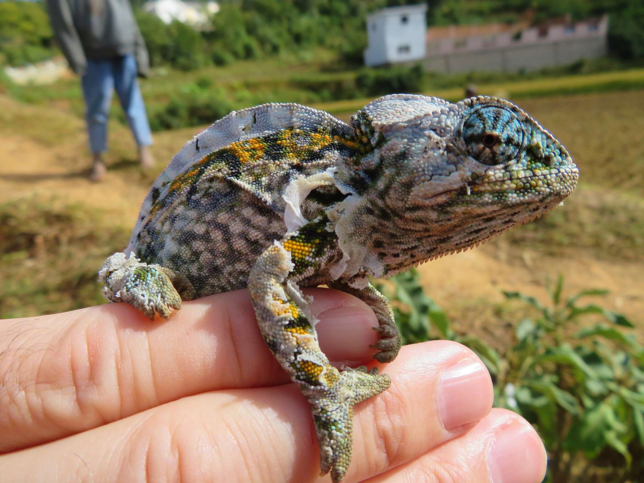 Sivun Furcifer lateralis (Gray 1831) kuva