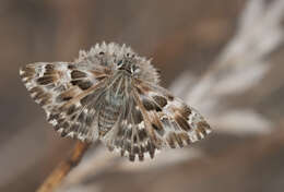 Image of Mallow Skipper