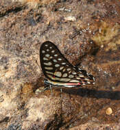 Image de Graphium arycles (Boisduval 1836)