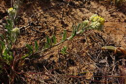 Image of Rhodanthe moschata (A. Cunn. ex DC.) P. G. Wilson