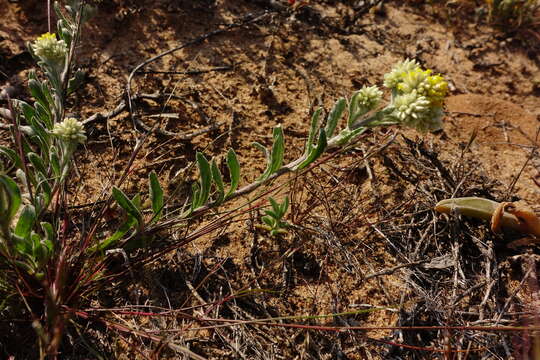 Imagem de Rhodanthe moschata (A. Cunn. ex DC.) P. G. Wilson