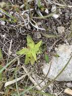 Image of Pinguicula balcanica Casper