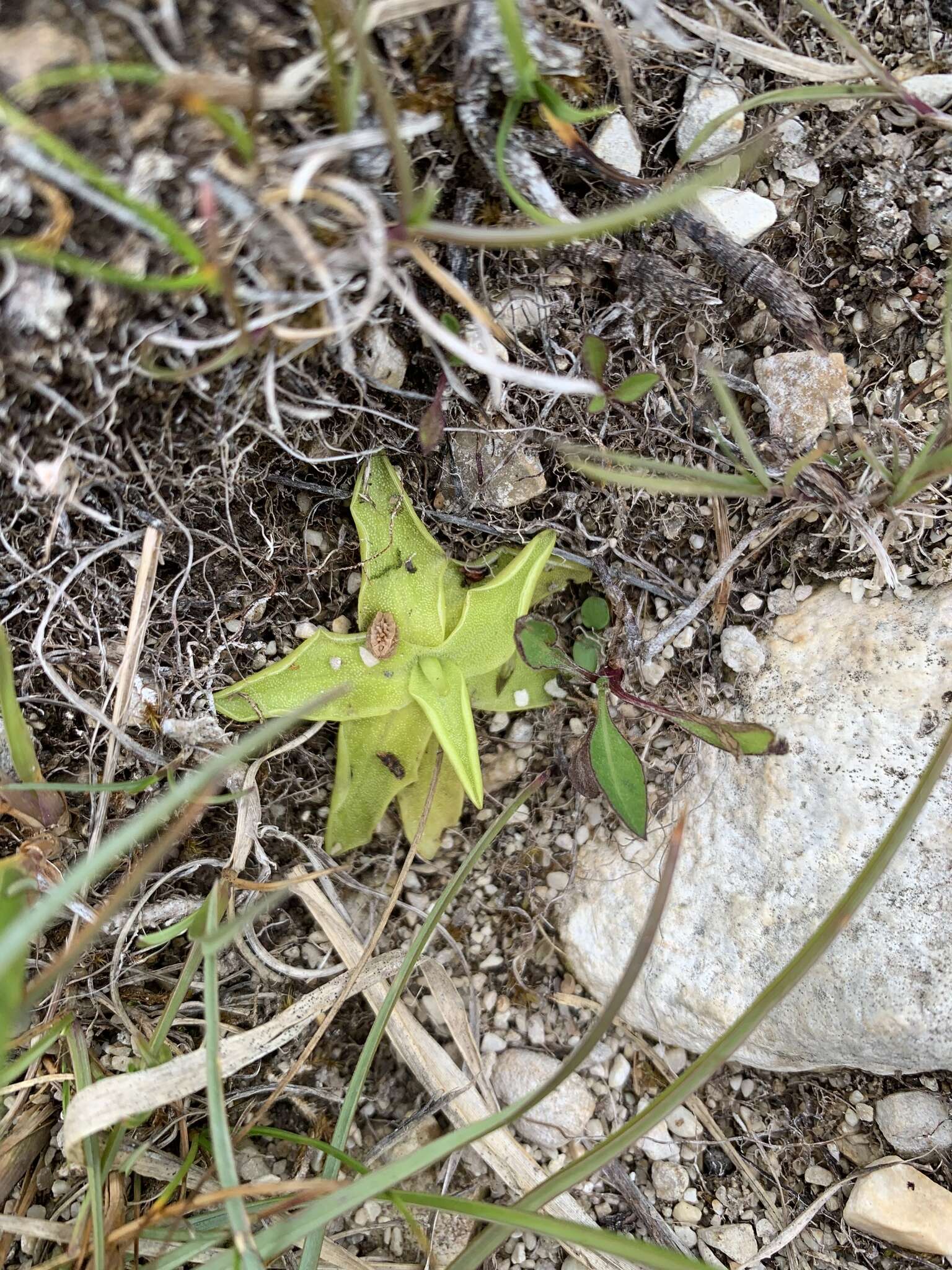 Image of Pinguicula balcanica Casper