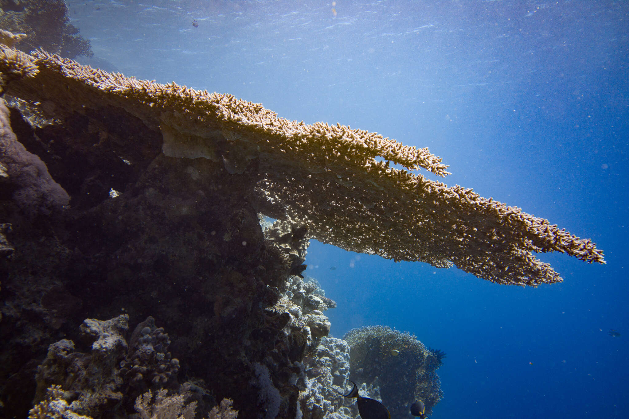 Image of Table coral