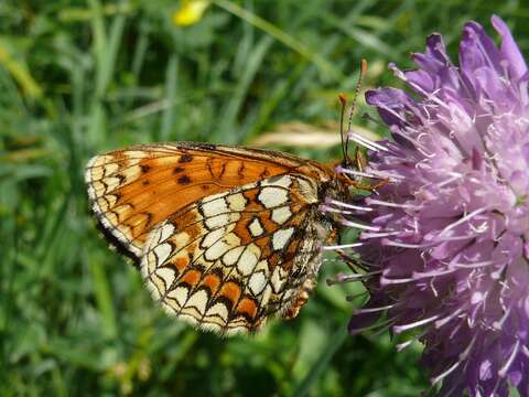 Image of Melitaea athalia